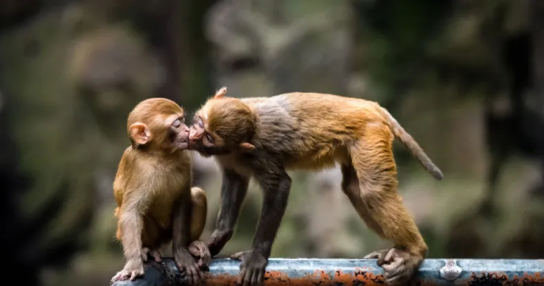 Monkeys are having gay sex